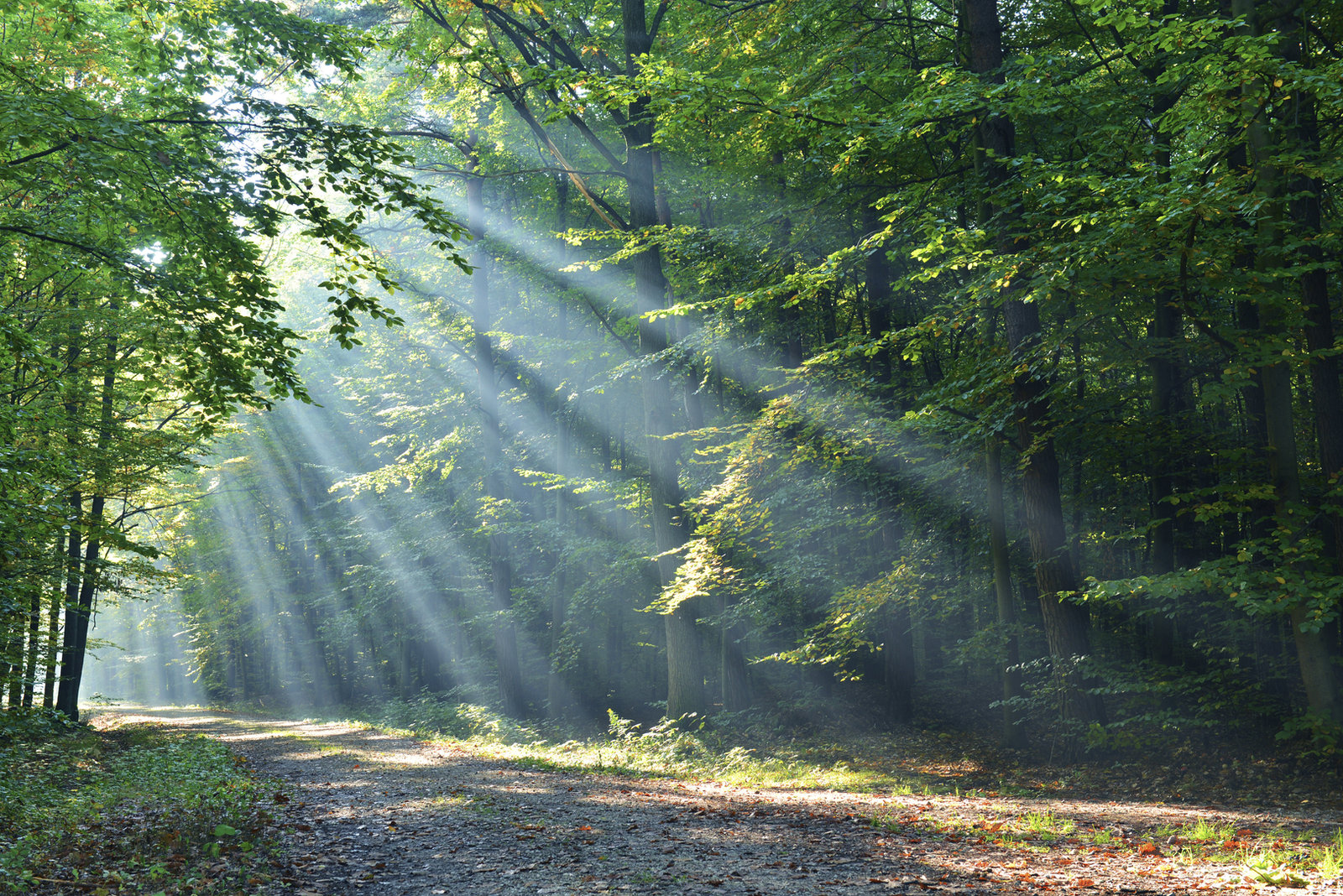 Un chemin de terre traverse une forêt de feuillus ; des rayons de soleil percent le feuillage en faisceaux obliques.